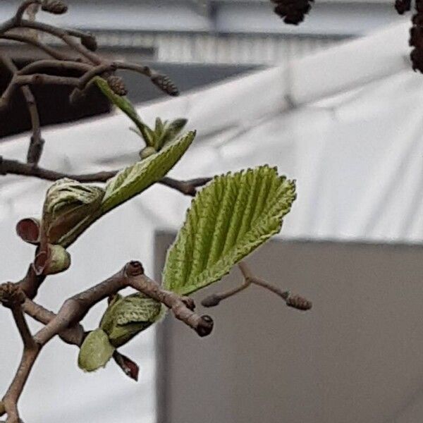 Alnus incana Blad