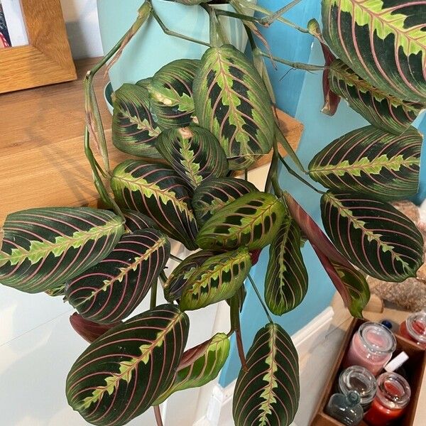 Maranta leuconeura Лист