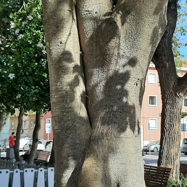 Ficus benjamina Bark