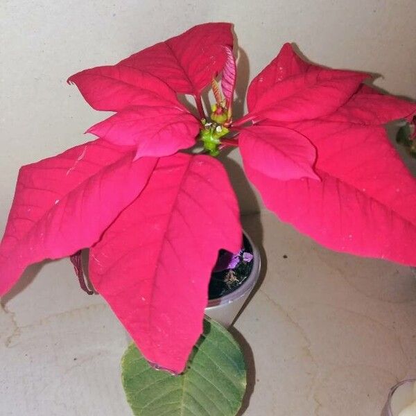 Euphorbia pulcherrima (Christmas-flower)
