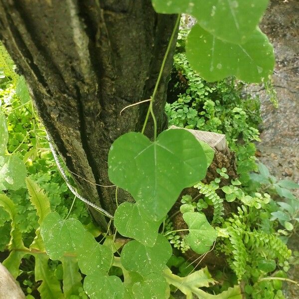 Passiflora filipes Ліст