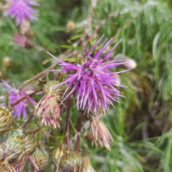 Ptilostemon chamaepeuce Flower