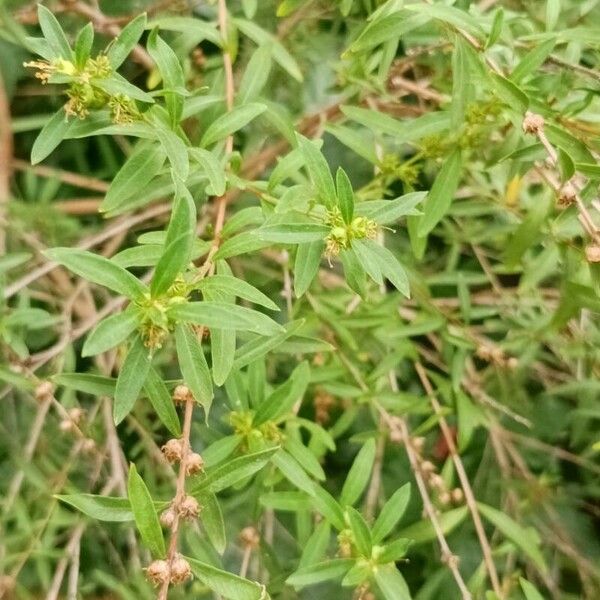 Heimia salicifolia ഇല
