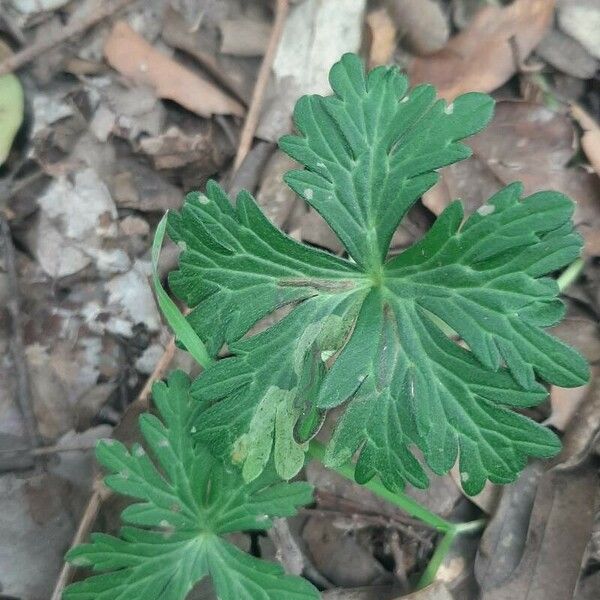 Geranium maculatum Leaf