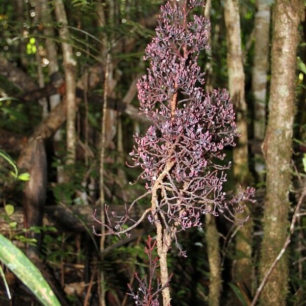 Parasitaxus usta Habit