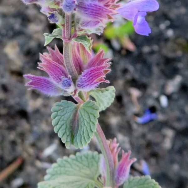 Nepeta cataria Flor