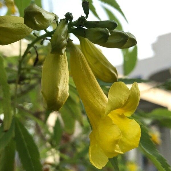 Tecoma stans Flower