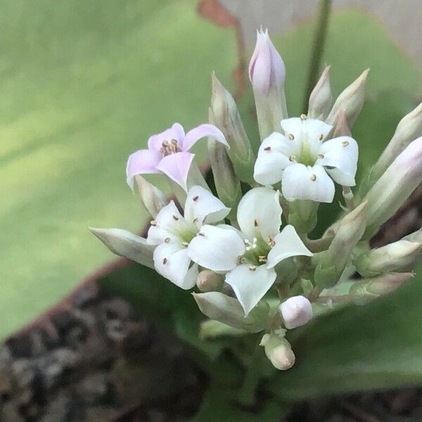 Bryophyllum fedtschenkoi Кветка