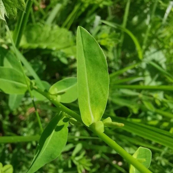 Euphorbia flavicoma Blatt