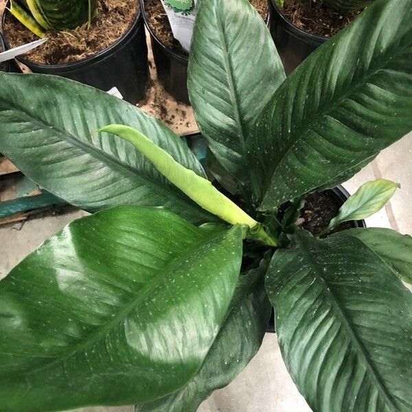 Dieffenbachia tonduzii Hostoa