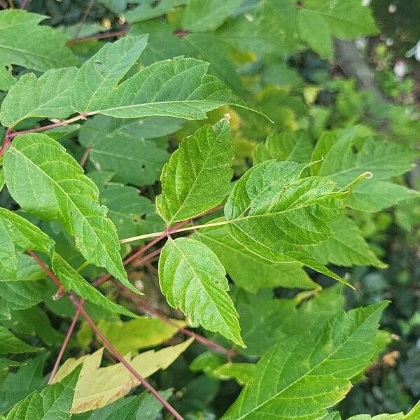 Acer cissifolium Hostoa