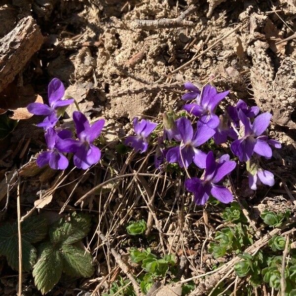 Viola hirta Blomst