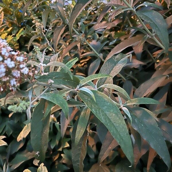 Buddleja asiatica Leaf