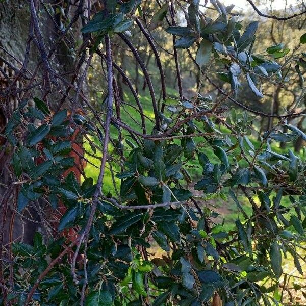 Quercus suber Leaf