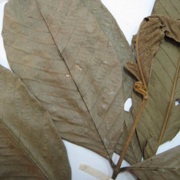 Guarea carinata