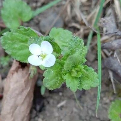 Veronica agrestis फूल