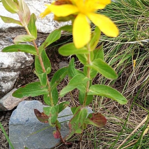 Hypericum richeri Flor