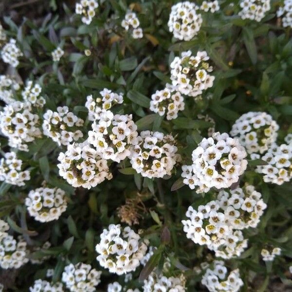 Lobularia maritima 花