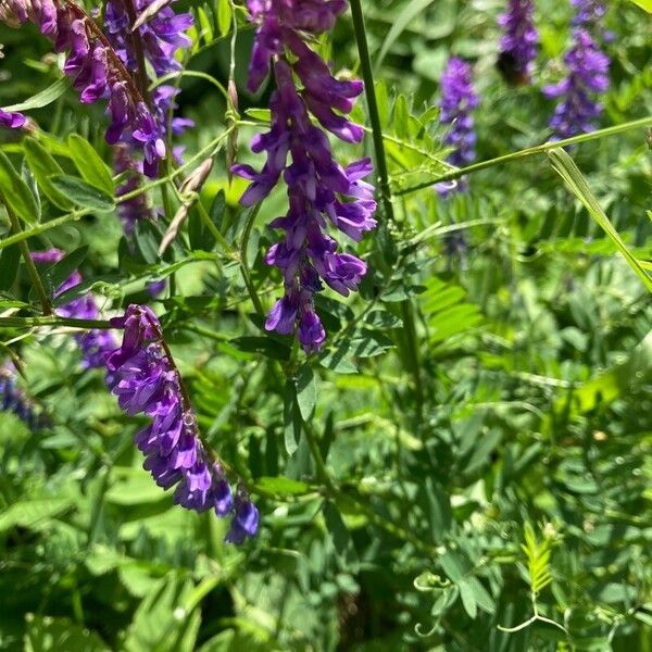 Vicia cracca Fleur