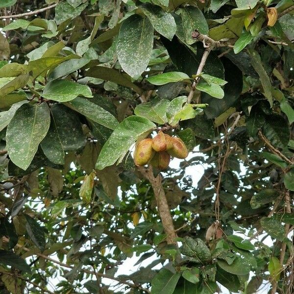 Heritiera littoralis Fruit