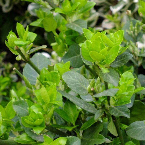 Euonymus japonicus Liść