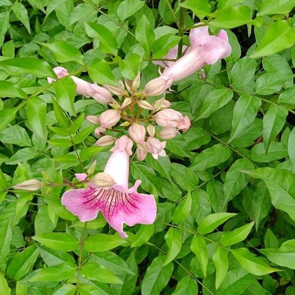 Podranea ricasoliana Blüte