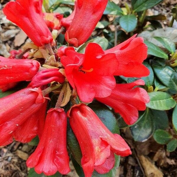 Rhododendron haematodes Blomst