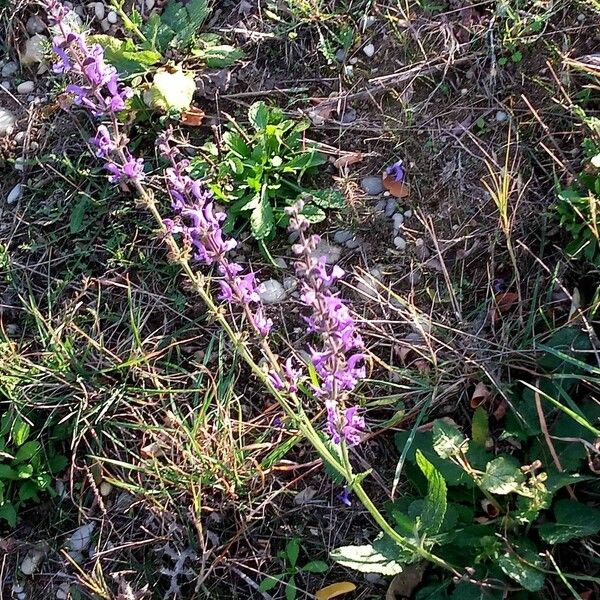 Salvia pratensis Elinympäristö