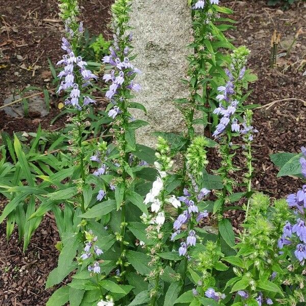 Lobelia siphilitica Habitus