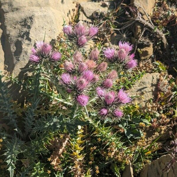 Carduus carlinoides 花