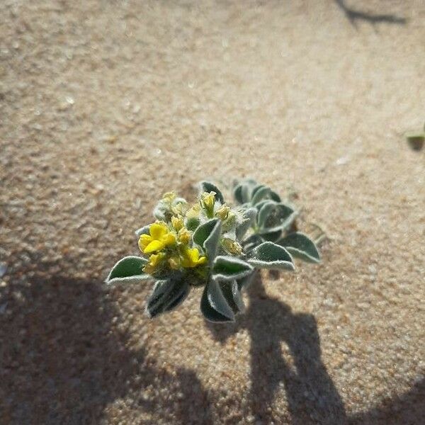 Medicago marina फूल