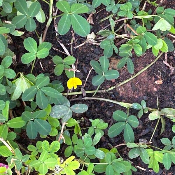 Arachis pintoi Flower