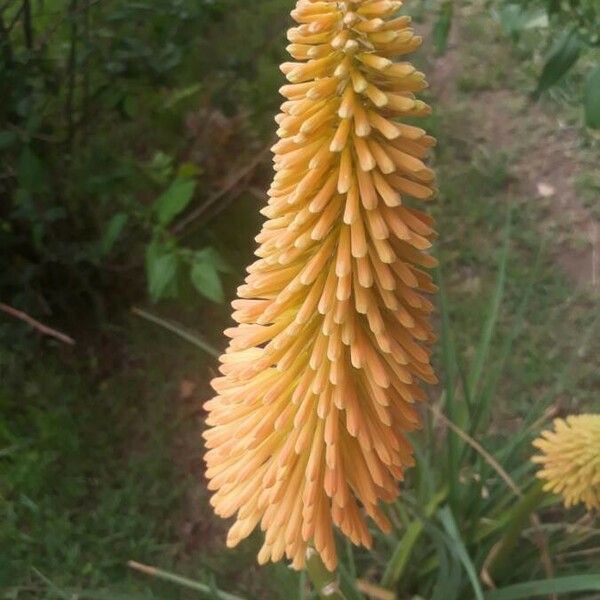 Kniphofia uvaria Квітка