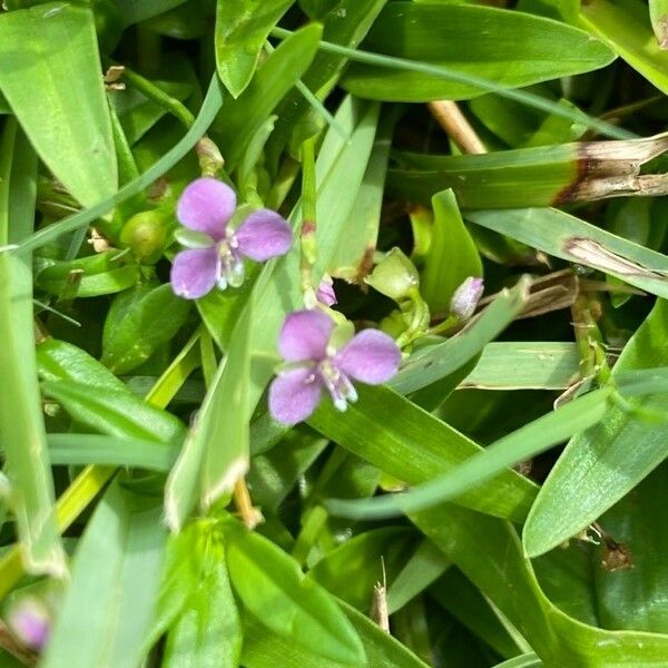 Murdannia nudiflora Blüte