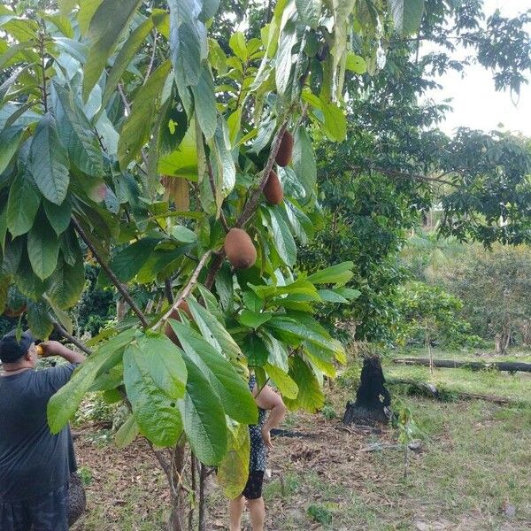 Theobroma grandiflorum Fruit