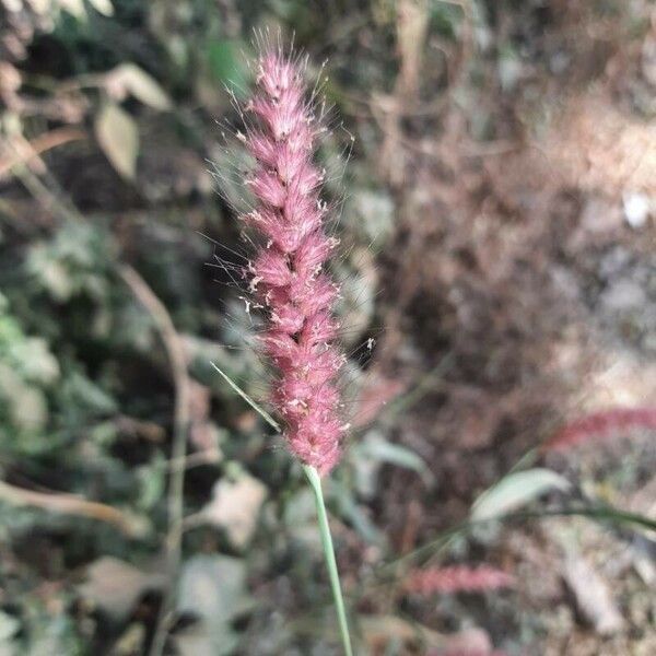 Pennisetum pedicellatum ফুল