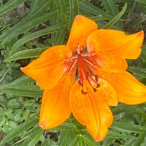 Lilium bulbiferum 花