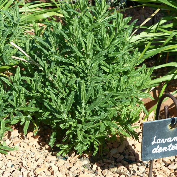 Lavandula dentata ᱛᱟᱦᱮᱸ