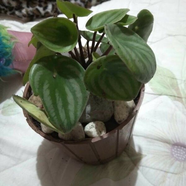 Peperomia argyreia Folha