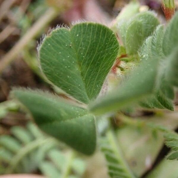 Trifolium subterraneum Feuille
