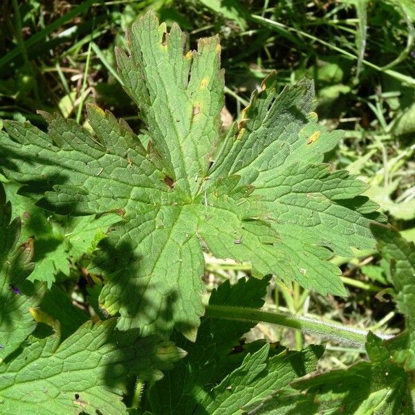 Geranium sylvaticum Folha