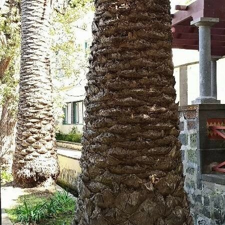 Phoenix canariensis Rinde