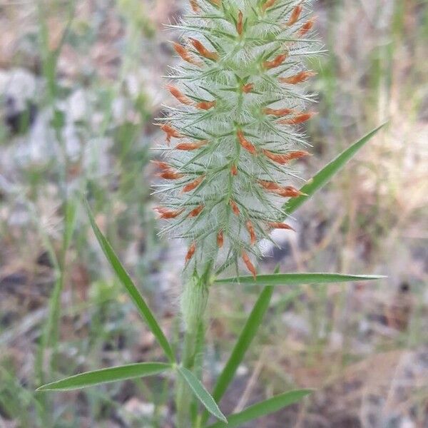 Trifolium angustifolium Квітка