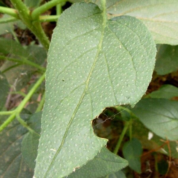 Trichodesma africanum Leaf