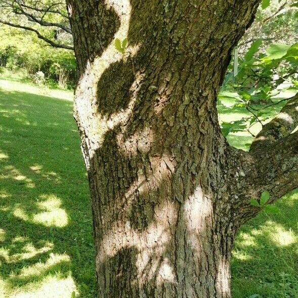 Quercus macranthera 樹皮