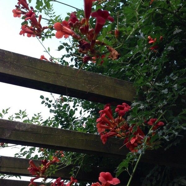 Campsis radicans Celota