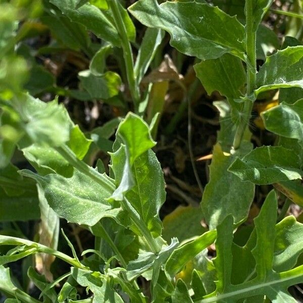 Lepidium draba Foglia