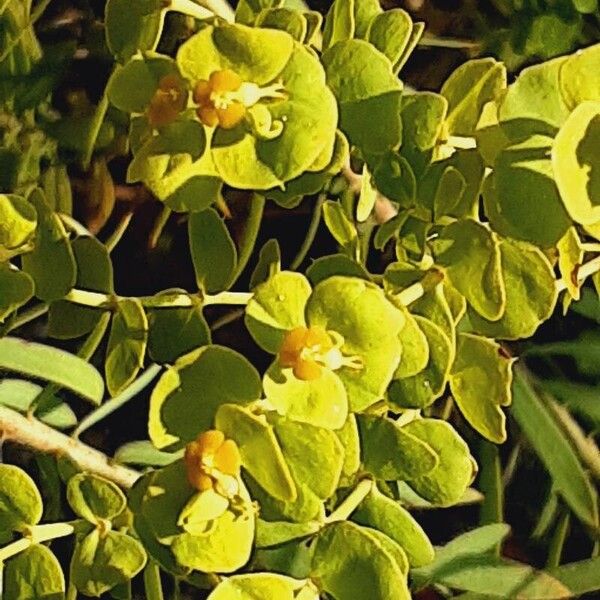 Euphorbia segetalis Blad