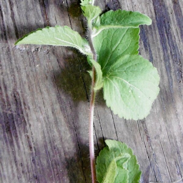 Ageratum conyzoides Leht