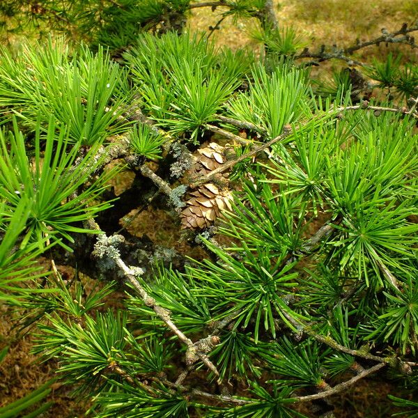 Larix kaempferi Gyümölcs